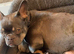 French Bulldog Puppies – Blue & Tan (10 weeks old)