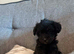 Westiepoos absolutely gorgeous females only