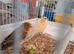 Canary's Hens and male's available