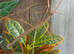 Medauroidea Extradentata Annam Stick Insect 10-15 Nymphs - Vietnamese