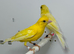 Beautiful pair of yellow raza canaries for sale