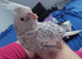 Hand reread hand tame DNA sexed baby cockatiels