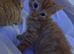 4 ginger kittens ready for rehoming