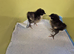 Black australorp chicks