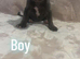 Staffy x puppies for sale