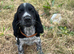 Show type cocker spaniel puppies