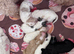 Beautiful Cavapoo pups