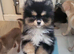 Toy pom female very small 3months old