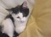 Adorable Female kitten
