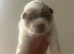 Beautiful flower bear coat k c reg