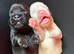Exceptional full fluffy French bulldogs