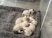 Beautiful ragdoll kittens for sale