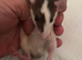 6-7 weeks old female rats