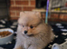 I litle boy