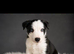 Beautiful border collie puppies