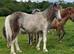 Dartmoor Hill pony, yearling Filly