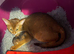 Champion BL Cinnamon Silver Abyssinian Female Available