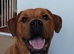 1 year old staffy cross rottie
