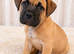 8 mastiff puppies