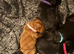 Working cocker spaniel puppies 3 girls 1 boy