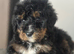 F1 BERNADOODLE TRI BOY