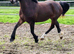Stunning 2yrs Welsh d filly