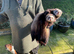 Polecats and ferrets for sale