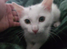 Playful cat