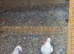 Malawi pigeon