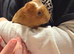 Two female baby guinea pigs