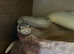 Multiple snakes to rehome