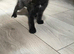 9 week old female kitten m