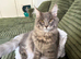 Gorgeous Blue Silver Tabby Maine Coon Boy Looking for His Perfect Home