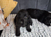 Cocker spaniel puppies