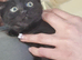 Female black kitten