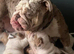 English bulldog puppies
