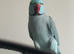 1 blue ring neck male
