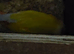 Proven breeding pair Suncheeck conure pair