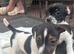 Beautiful jack russells