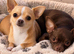 Chihuahua puppies