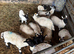 Pet lambs in need of loving home