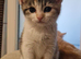 Gorgeous  kittens
