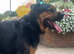 Handsome Rottweiler X