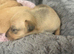 Lurcher cross Labrador