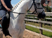 Registered Connemara Mare | 6 Years Old | Full Up 148cm | N/N HWSD