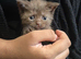 **ONLY FOR TODAY £320 PURE BREED BSH KITTENS