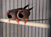 Pair of Hex finches