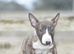 Stunning miniature english bull terrier puppies