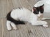 3 Kittens for Sale 2 Boys and one Tortoiseshell Girl