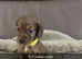 Kc cocker spaniel puppies